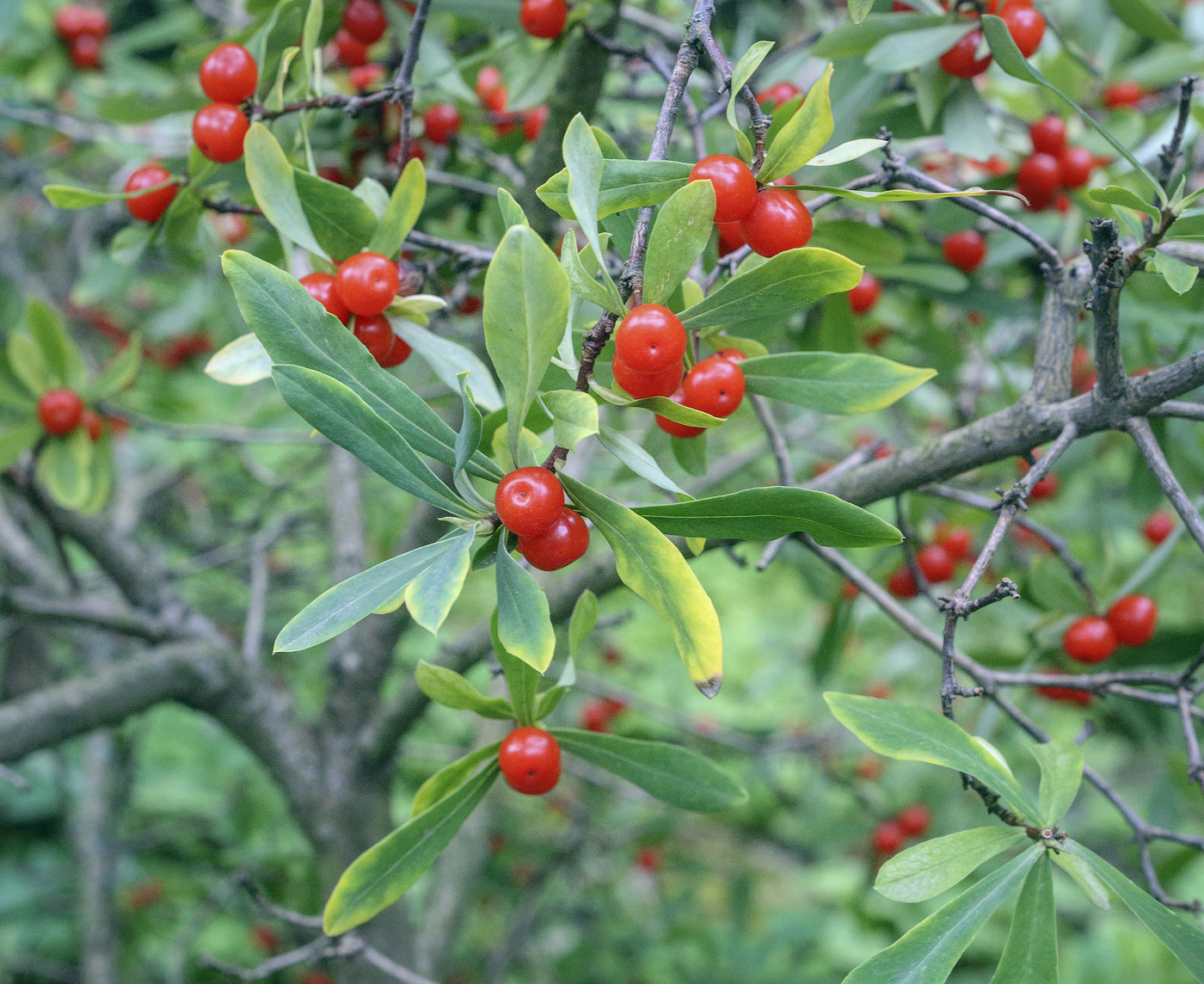 Изображение особи Daphne giraldii.