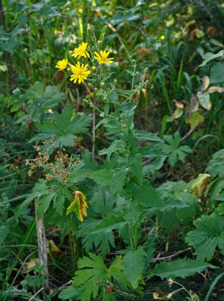 Image of Hieracium krylovii specimen.