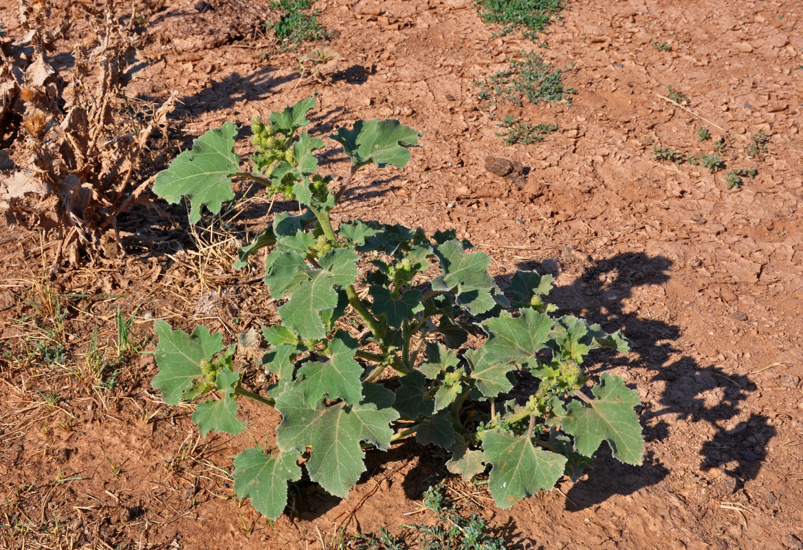 Image of Xanthium orientale specimen.