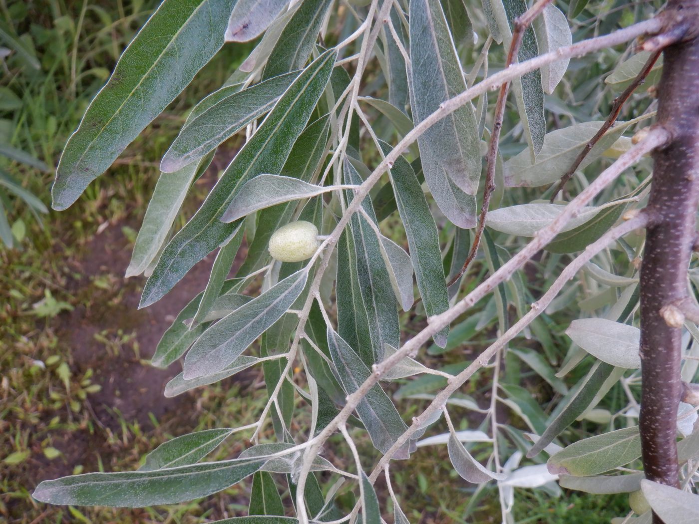 Image of Elaeagnus angustifolia specimen.