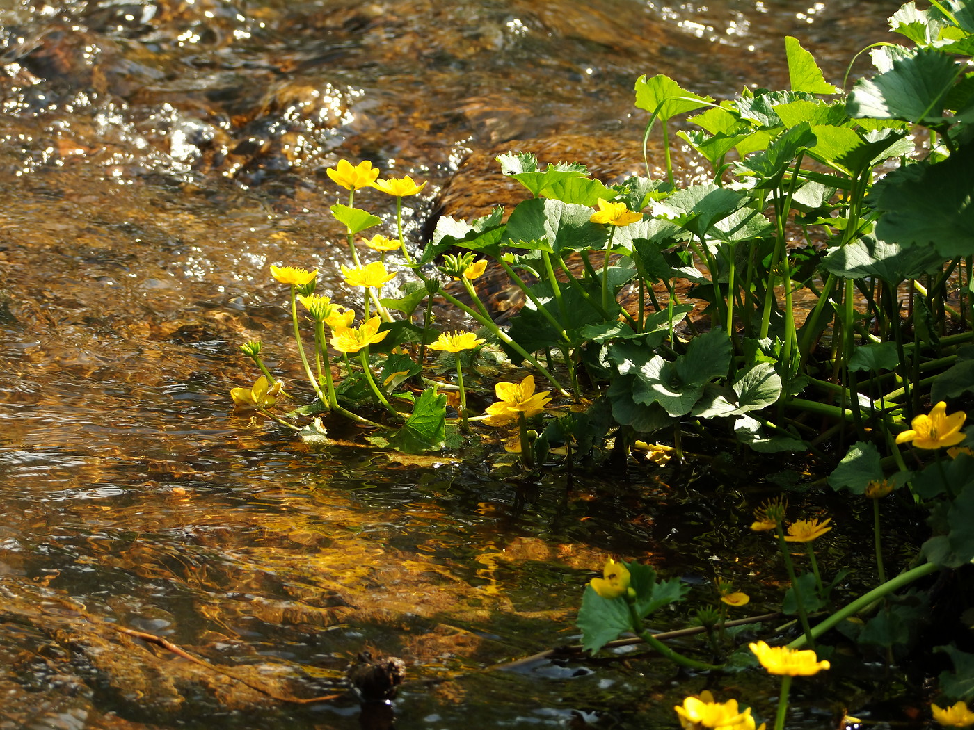 Изображение особи Caltha palustris.