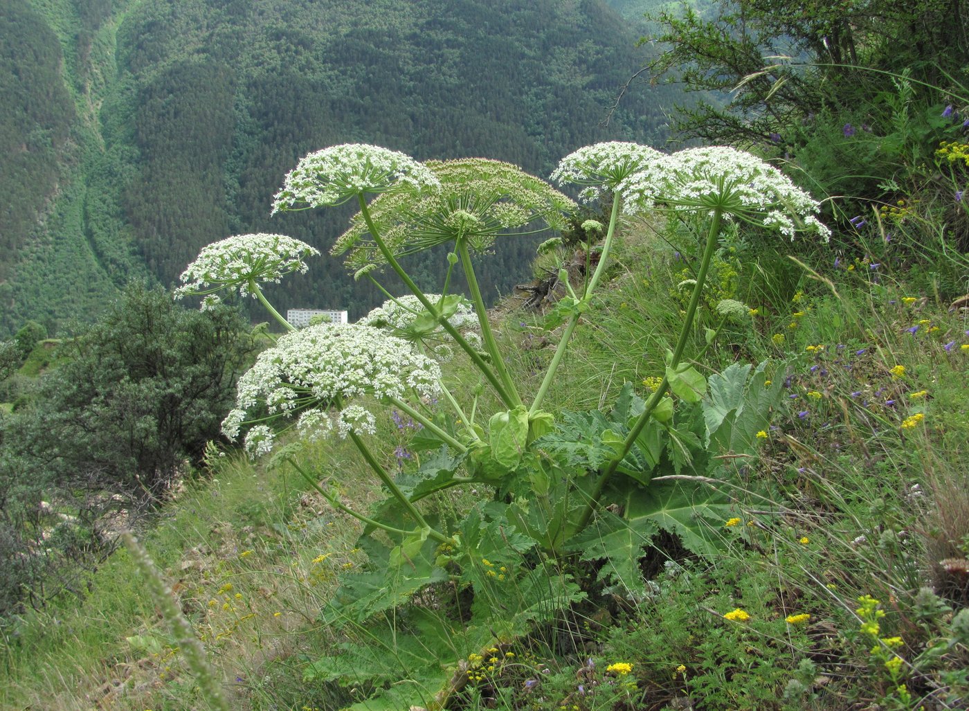 Изображение особи Heracleum leskovii.