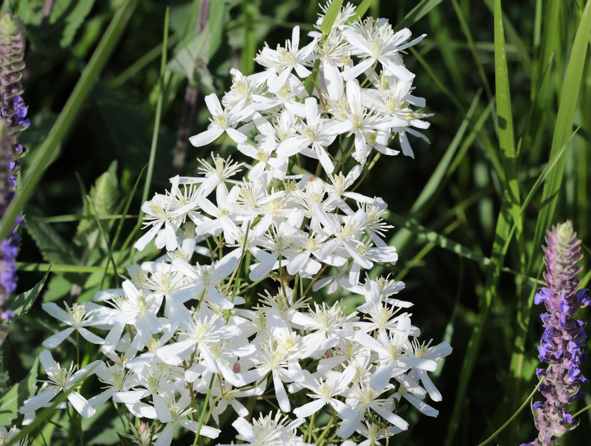 Image of Clematis lathyrifolia specimen.