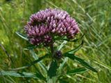 Eupatorium lindleyanum