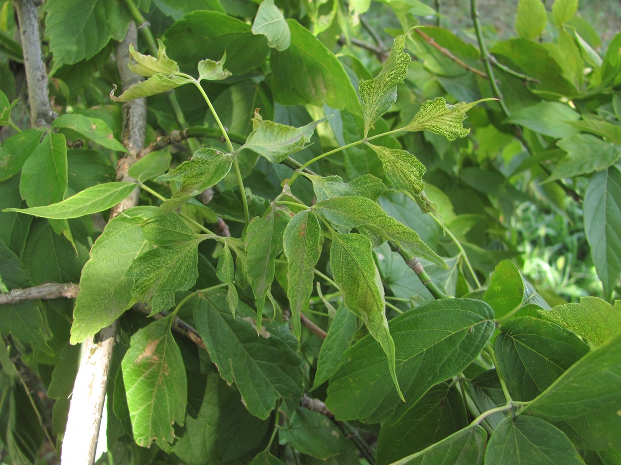 Image of Acer negundo specimen.