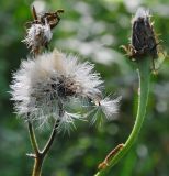 Crepis sibirica. Соплодие. Республика Алтай, Шебалинский р-н, смешанный лес в низкогориях. 14.08.2010.