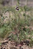 Papaver stevenianum