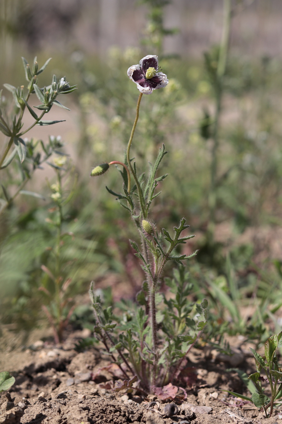 Image of Papaver stevenianum specimen.