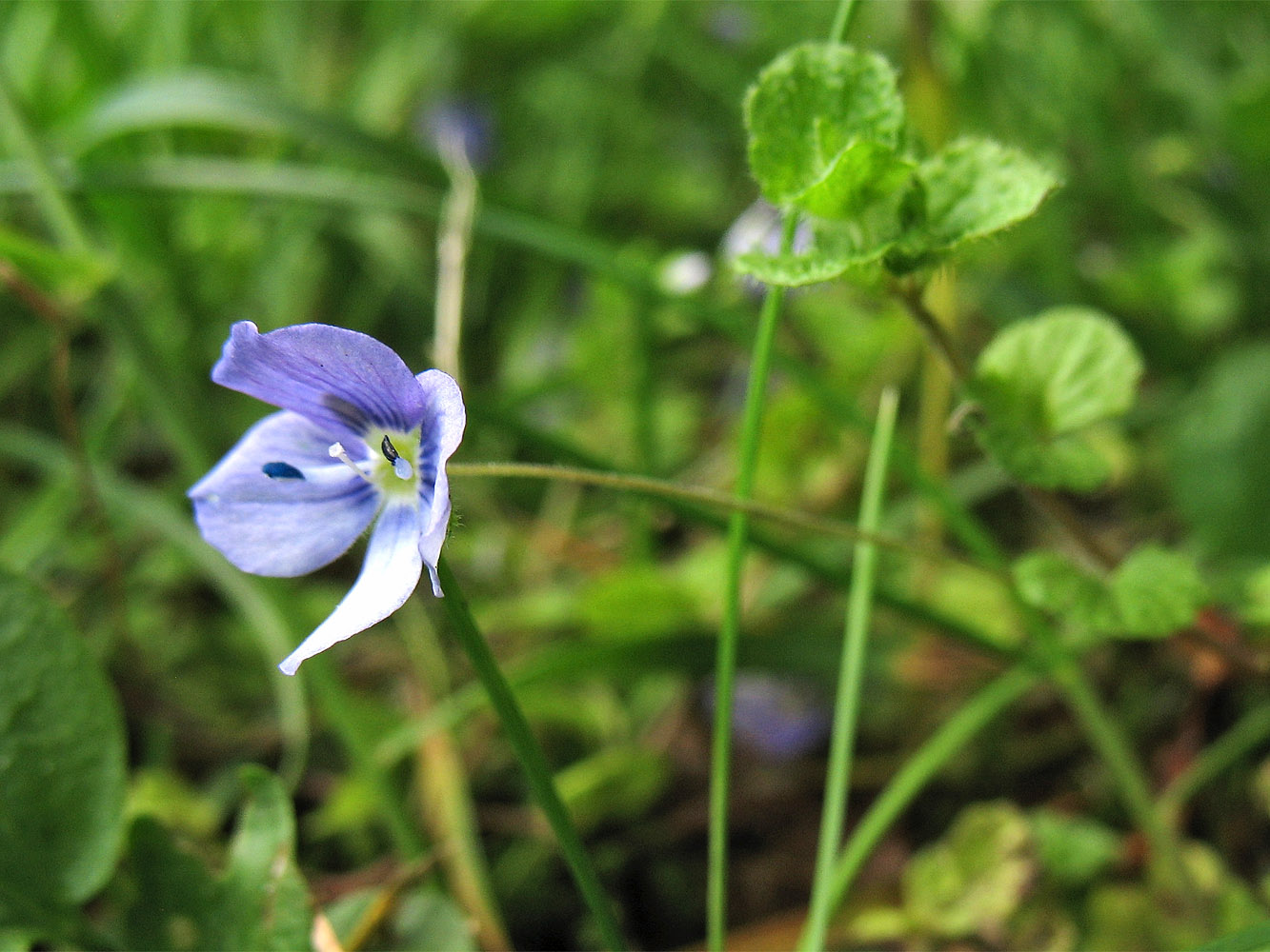 Image of Veronica filiformis specimen.