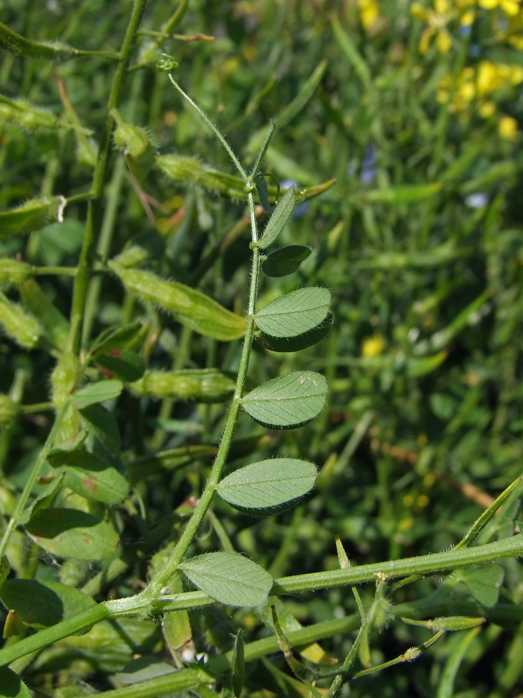 Изображение особи Vicia sativa.