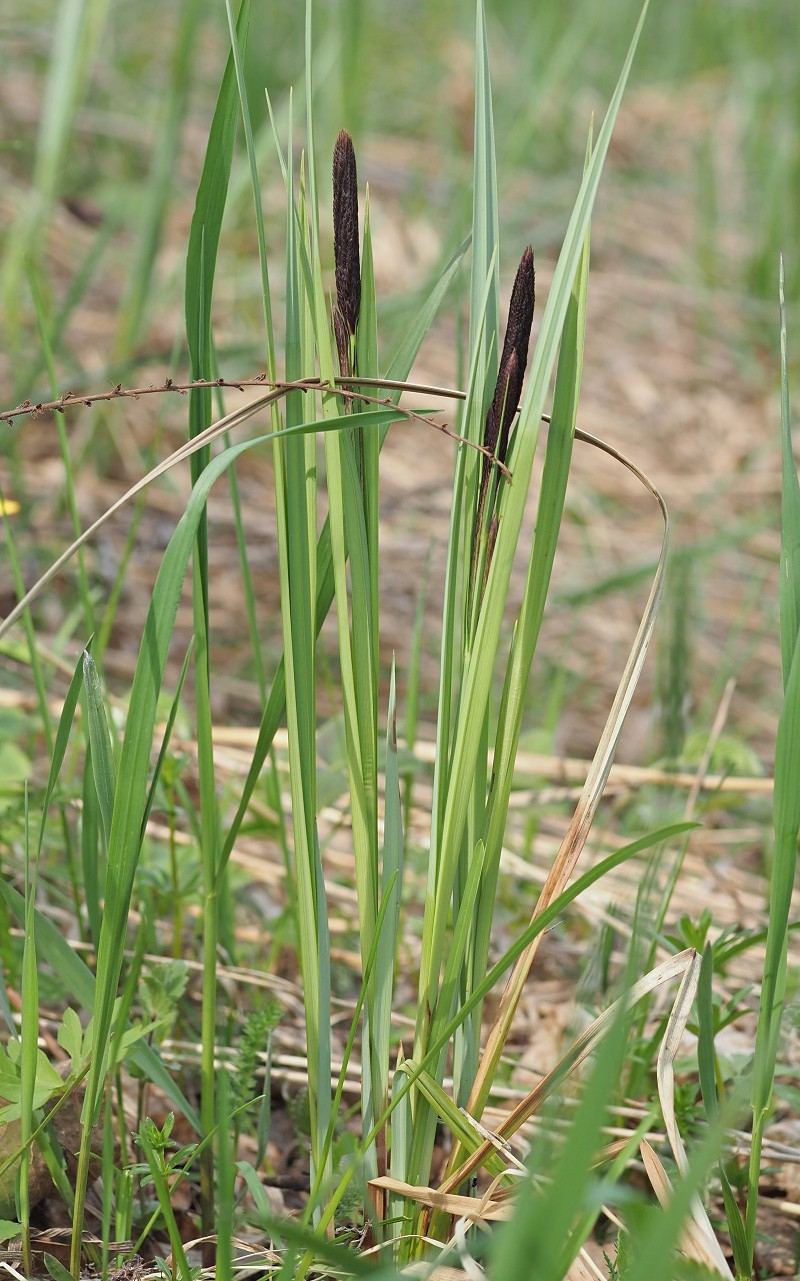 Image of Carex acutiformis specimen.
