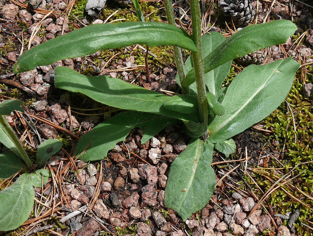 Image of genus Tephroseris specimen.