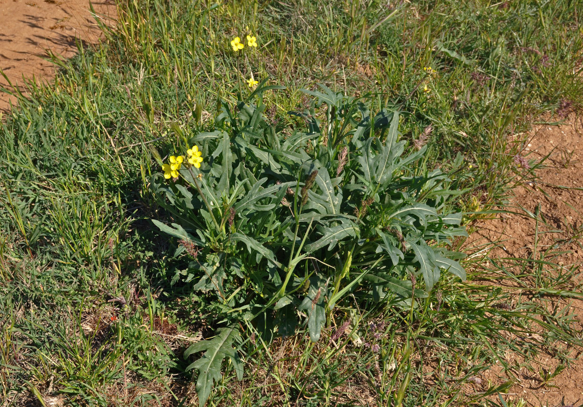 Image of Diplotaxis tenuifolia specimen.