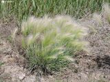 Hordeum jubatum