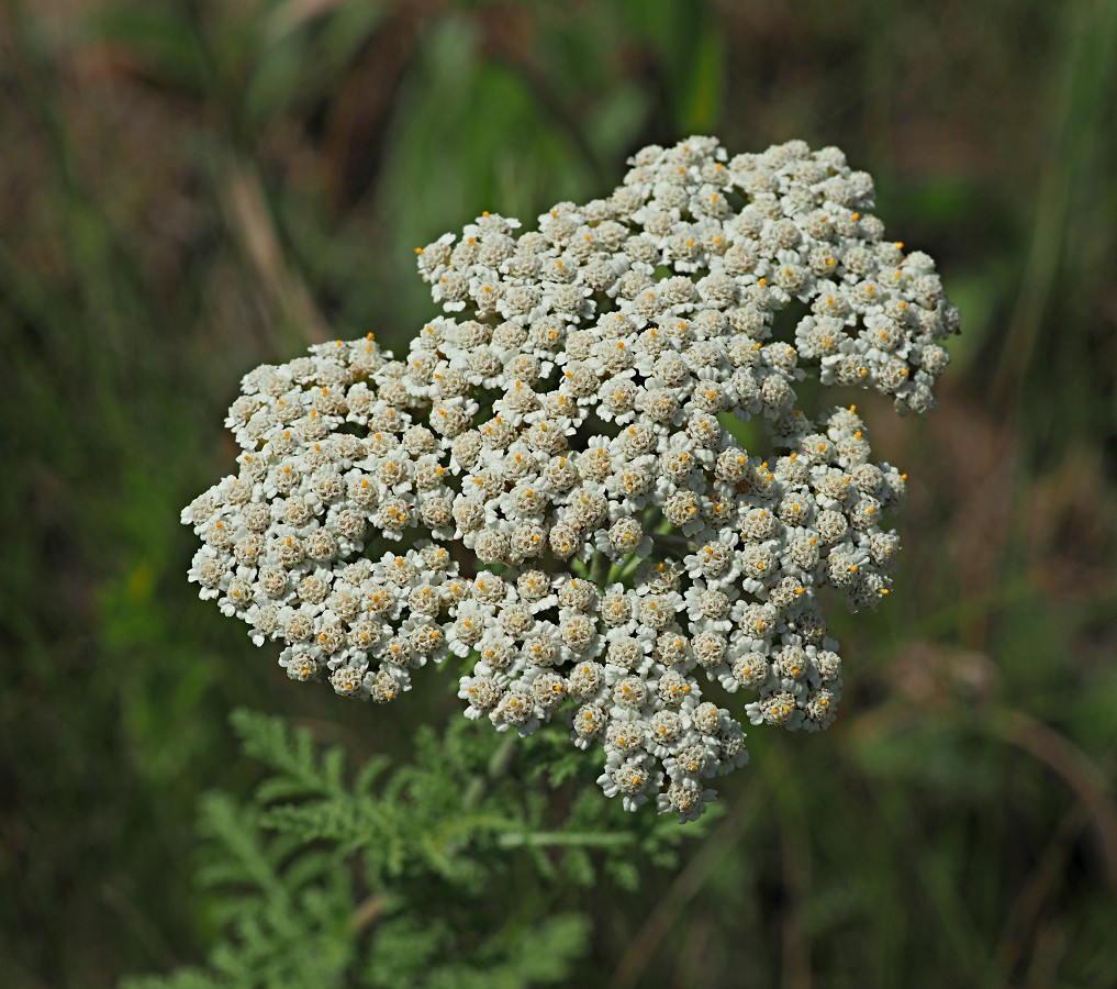 Изображение особи Achillea nobilis.