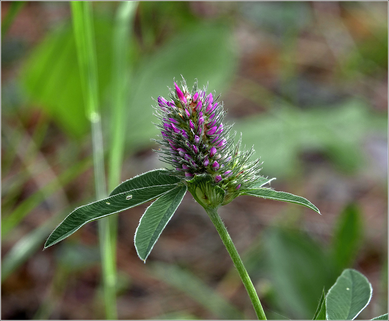 Изображение особи Trifolium medium.