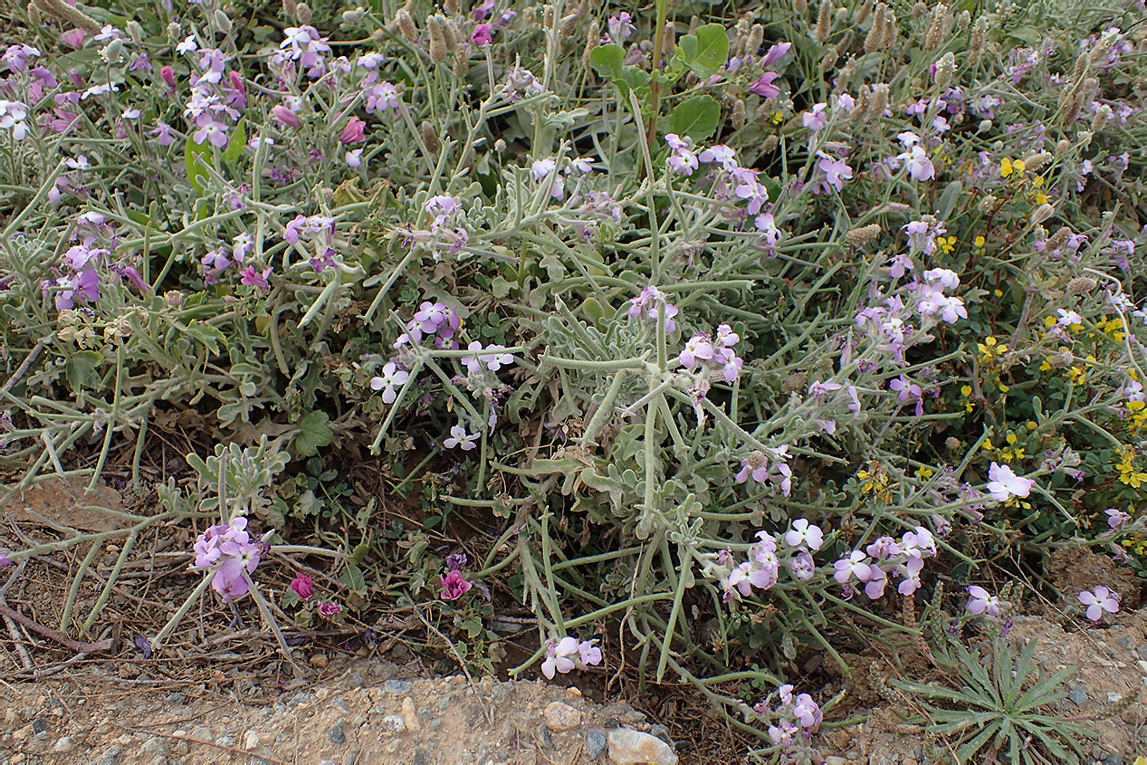 Image of Matthiola tricuspidata specimen.