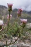 Erigeron acris ssp. botschantzevii
