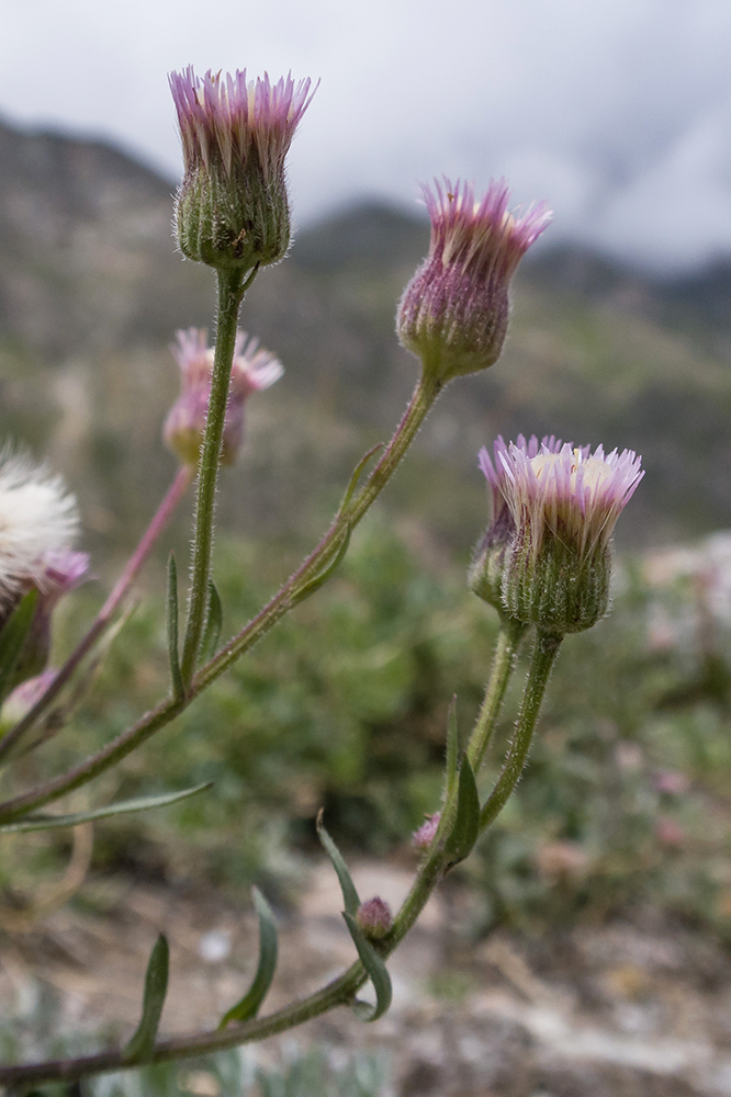 Изображение особи Erigeron acris ssp. botschantzevii.