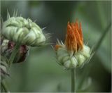 Calendula officinalis. Формирующиеся соплодия. Московская обл., Раменский р-н, окр. дер. Хрипань, садовый участок. 22.08.2021.