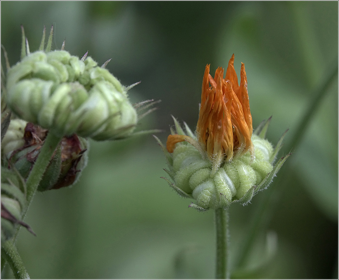 Image of Calendula officinalis specimen.
