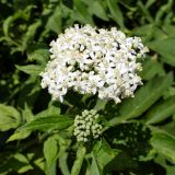 Sambucus ebulus. Соцветия с цветками и с бутонами. Крым, Белогорский р-н, окр. с. Белая Скала, берег вытекающего из грота горы Ак-Кая ручья. 19.07.2021.