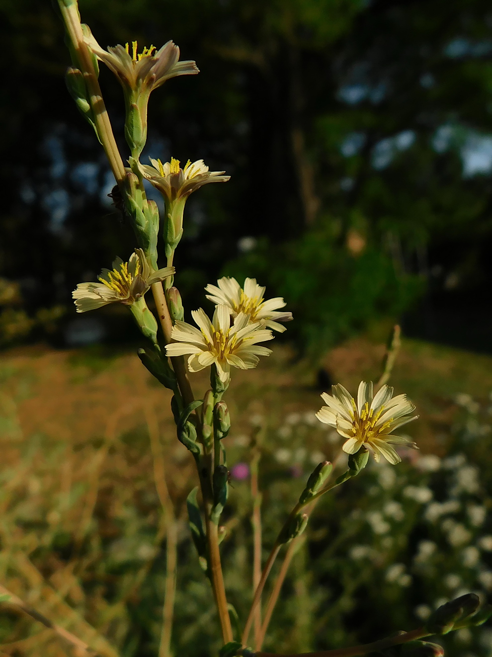 Image of Lactuca saligna specimen.