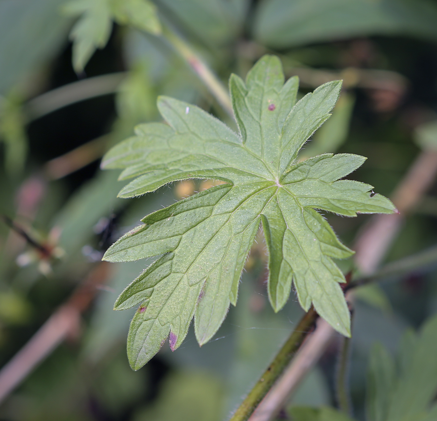 Изображение особи Geranium palustre.