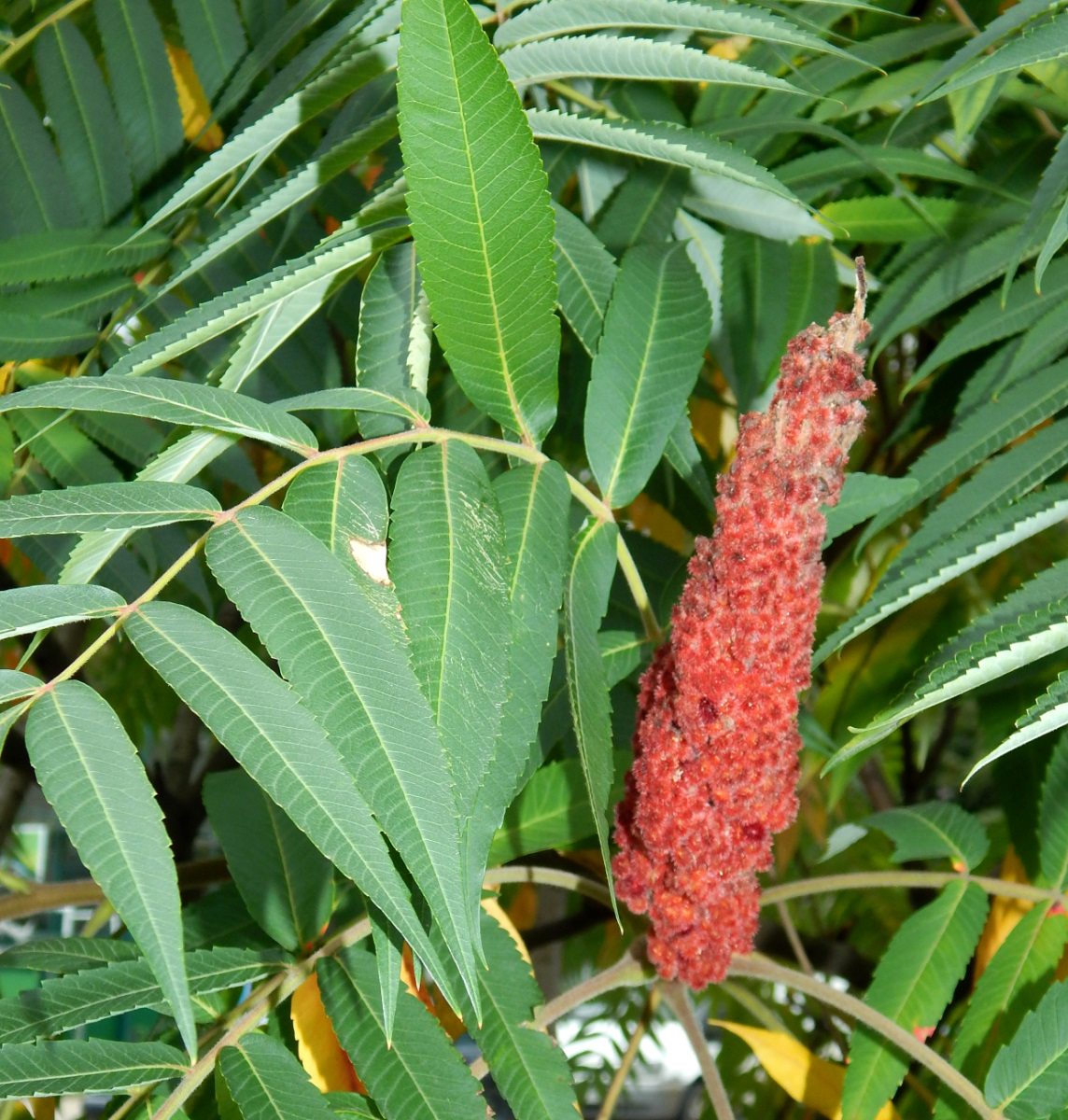 Image of Rhus typhina specimen.