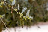 Olea europaea. Верхушка побега с бутонами. Израиль, лес Бен-Шемен. 20.04.2019.