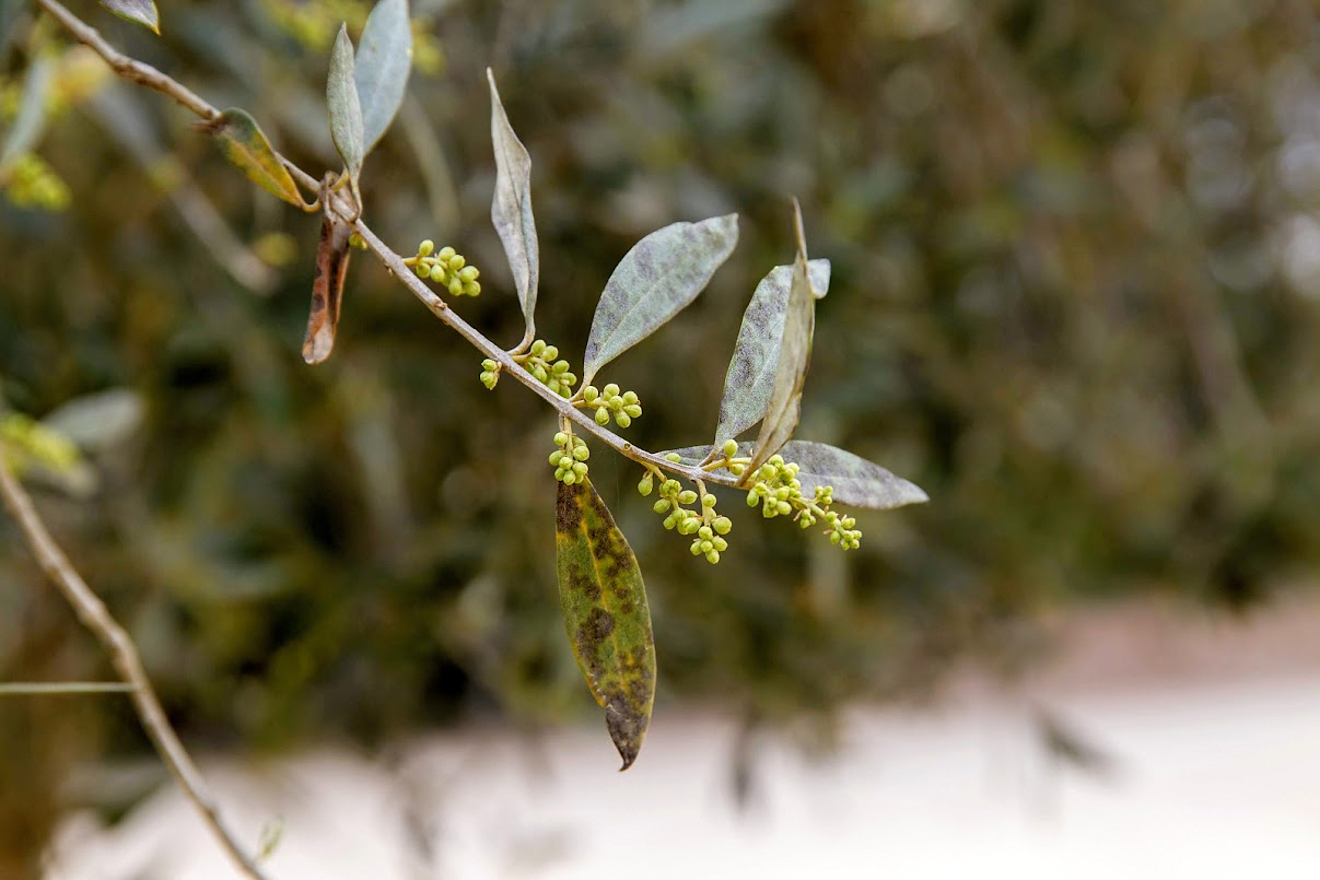 Image of Olea europaea specimen.