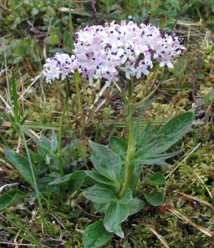 Image of Valeriana capitata specimen.