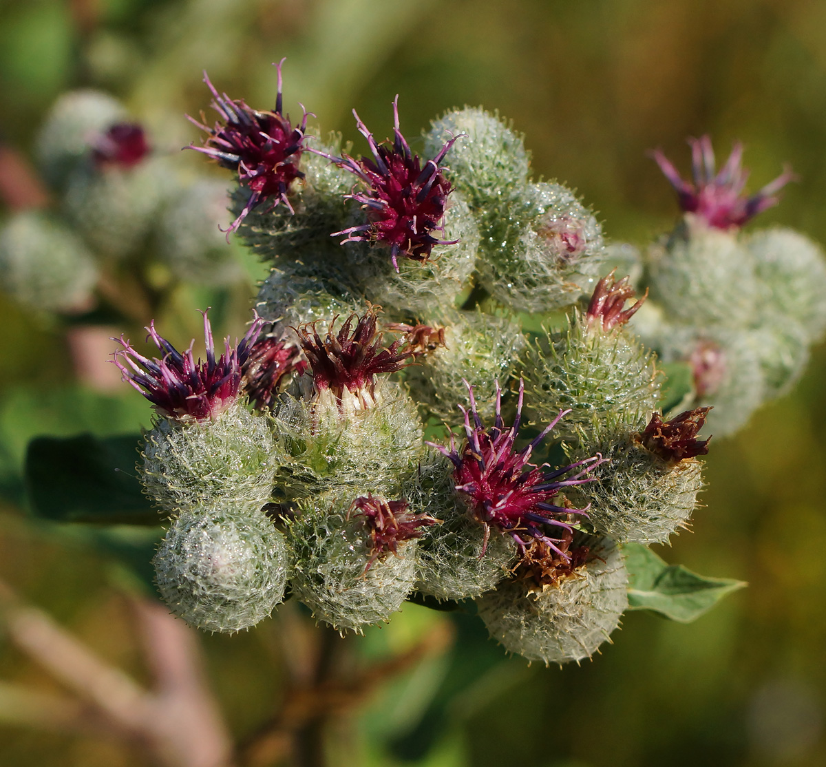 Изображение особи Arctium tomentosum.