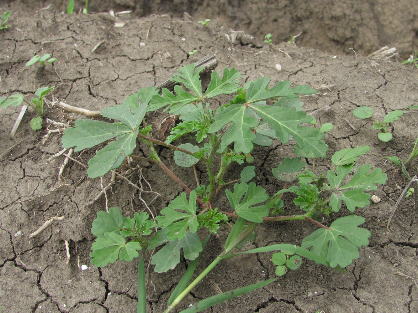 Image of Hibiscus trionum specimen.