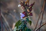 Salvia tomentosa. Верхушка побега с соцветием. Крым, гора Южная Демерджи, степной склон. 31.10.2021.