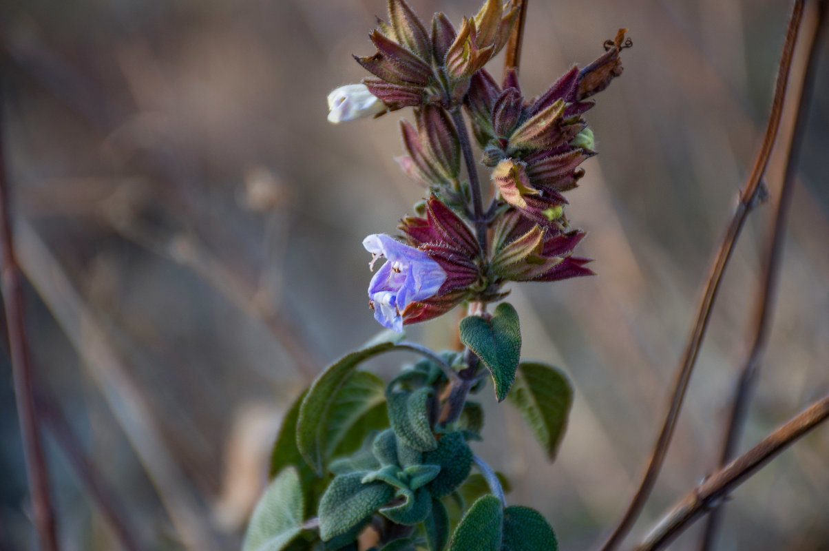 Изображение особи Salvia tomentosa.