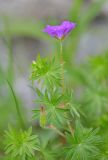 Geranium sanguineum. Верхушка побега с цветком. Республика Северная Осетия-Алания, Ирафский р-н, Большой Кавказ, Гуларский хр., правый склон ущелья р. Гулардон в р-не ведущей на перевал Гуларвцек старой геологической дороги, ≈ 2480 м н.у.м., каменистый склон. 07.07.2021.