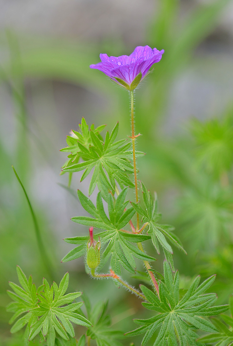 Image of Geranium sanguineum specimen.