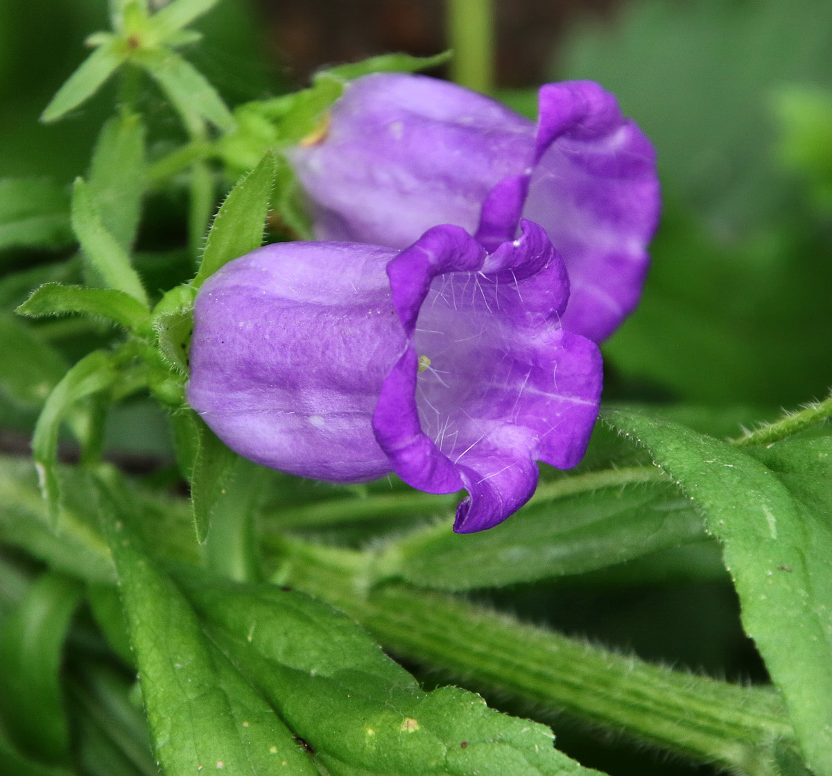 Изображение особи Campanula medium.