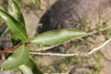 Populus laurifolia