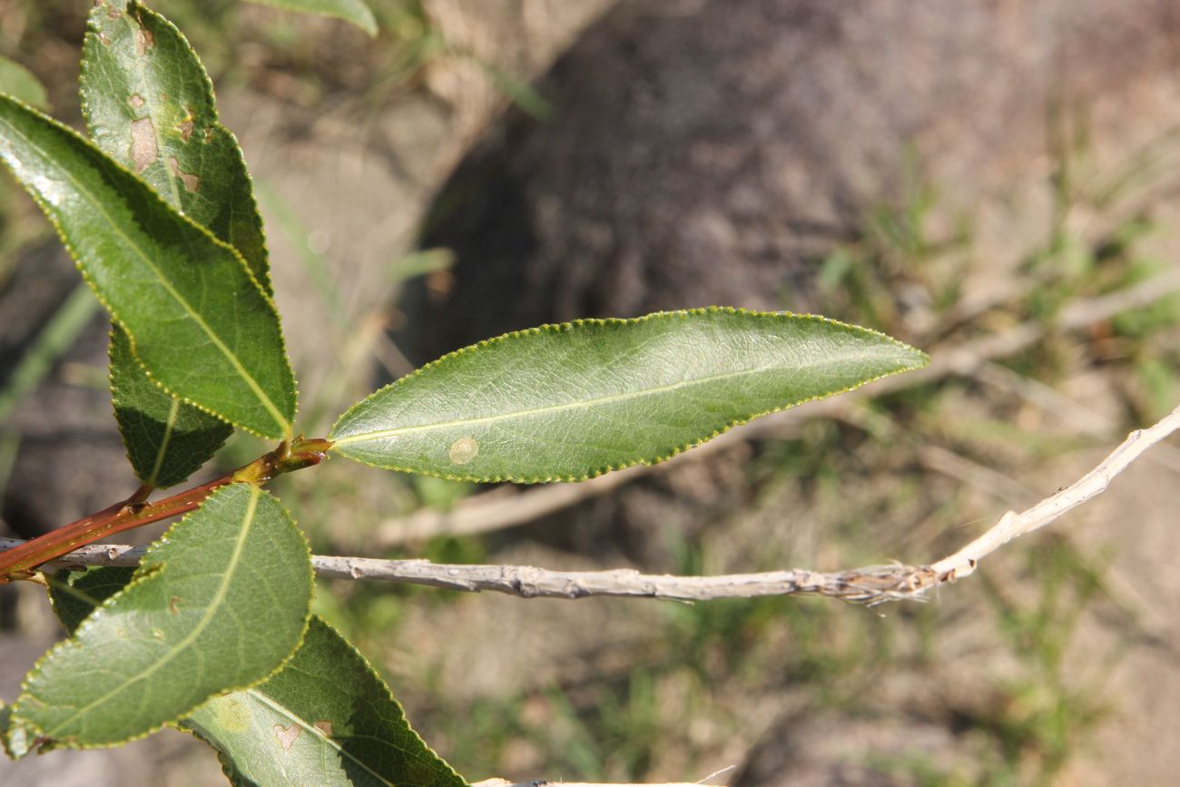 Image of Populus laurifolia specimen.