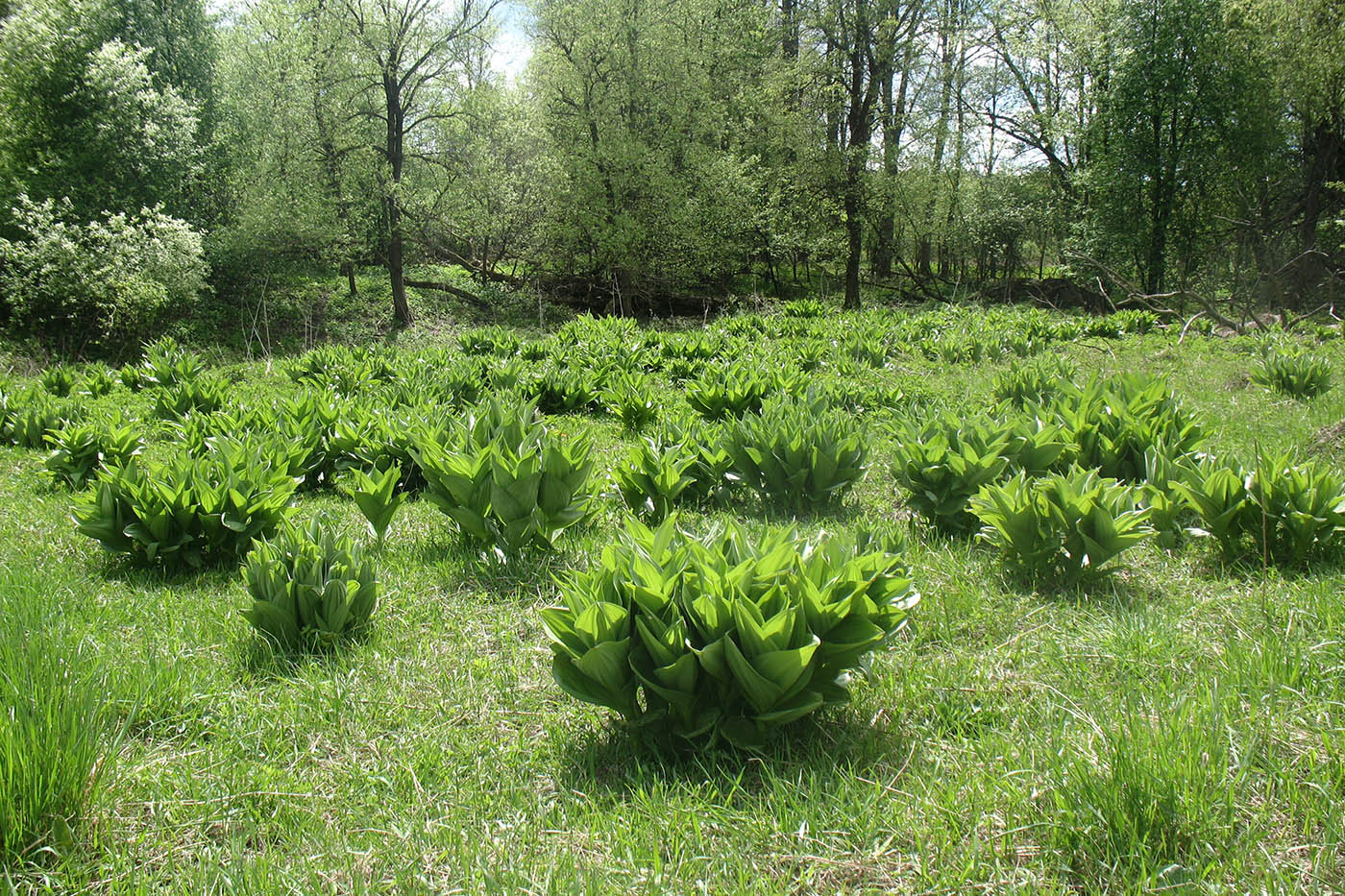 Изображение особи Veratrum lobelianum.