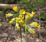 Primula macrocalyx
