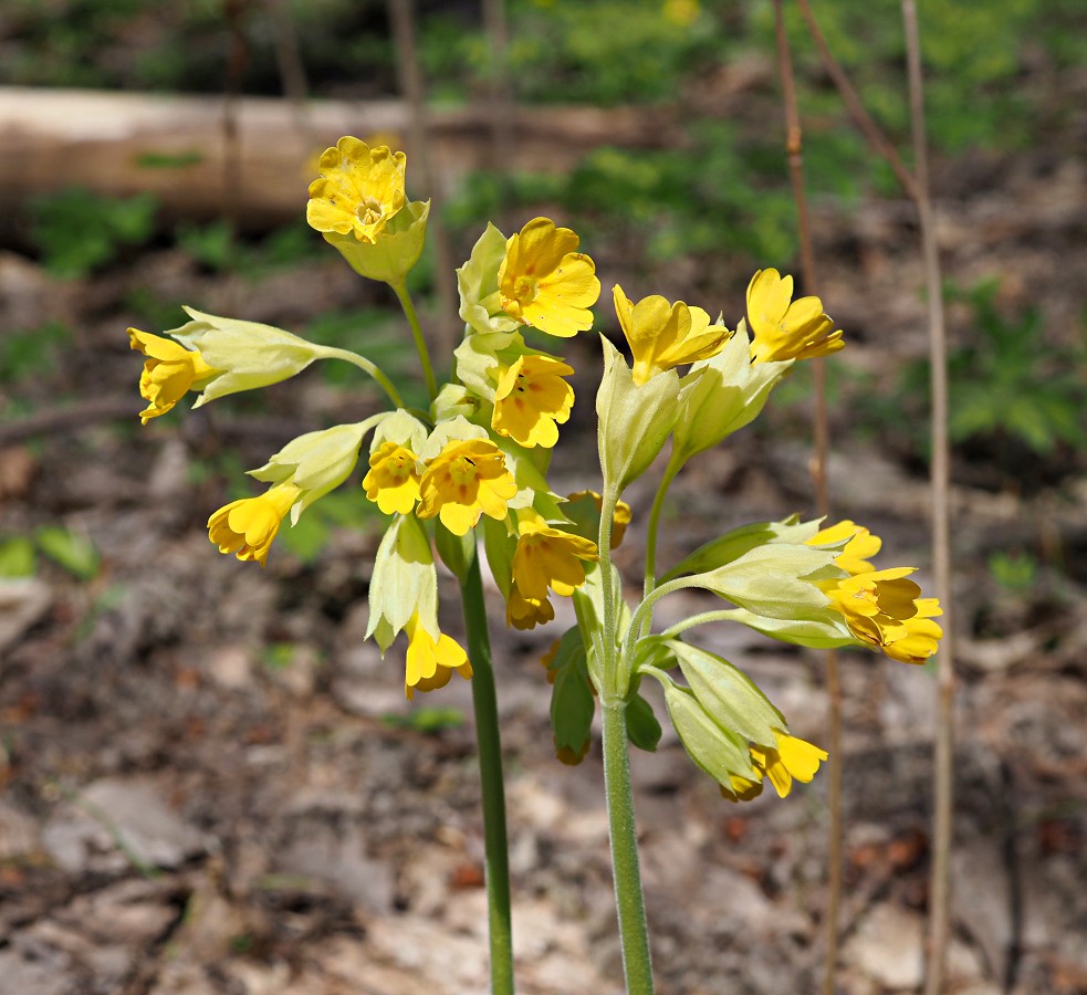 Изображение особи Primula macrocalyx.