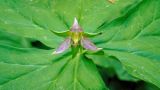 Trillium tschonoskii