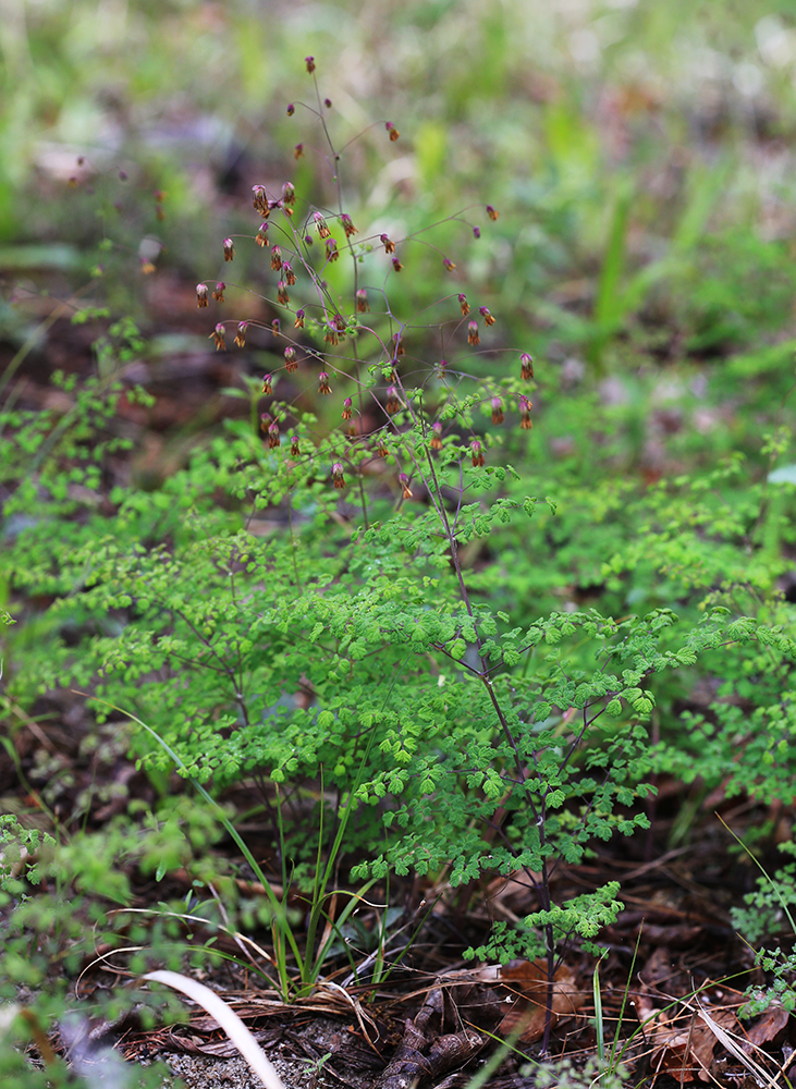 Изображение особи Thalictrum foetidum.