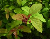 Spiraea japonica