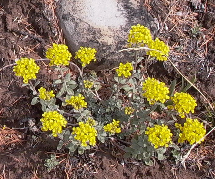 Image of Odontarrhena obovata specimen.