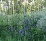 Lupinus polyphyllus. Цветущие растения. Московская обл., ГО Подольск, мкр-н Климовск, опушка леса. 23.06.2022.