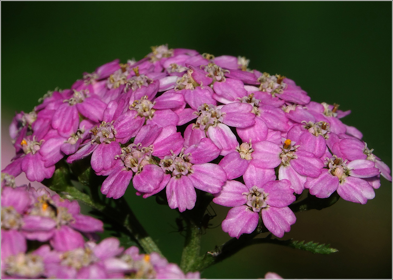 Изображение особи Achillea millefolium.